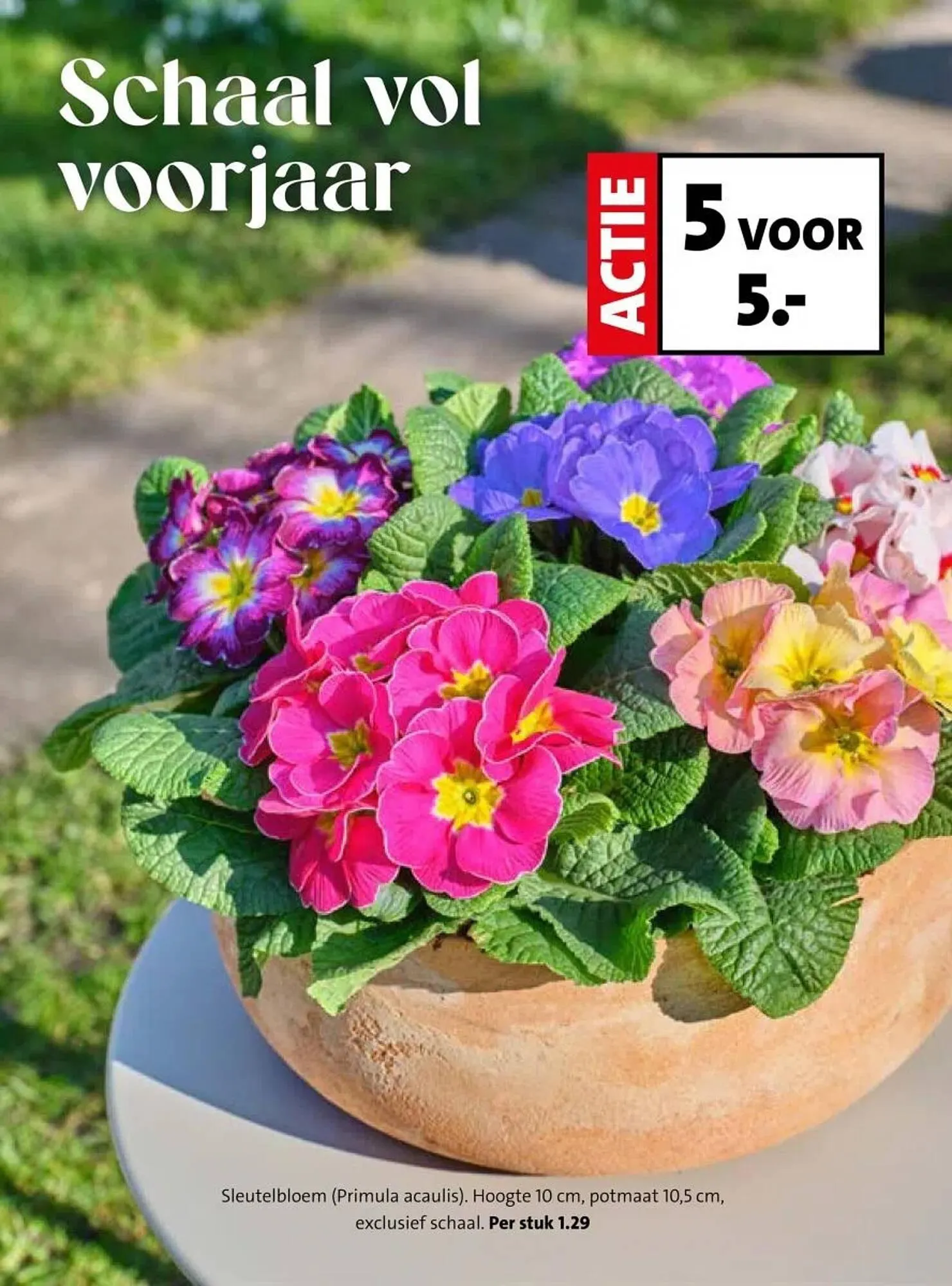 Intratuin folder van 16 februari tot 22 februari 2026 - Folder pagina 15