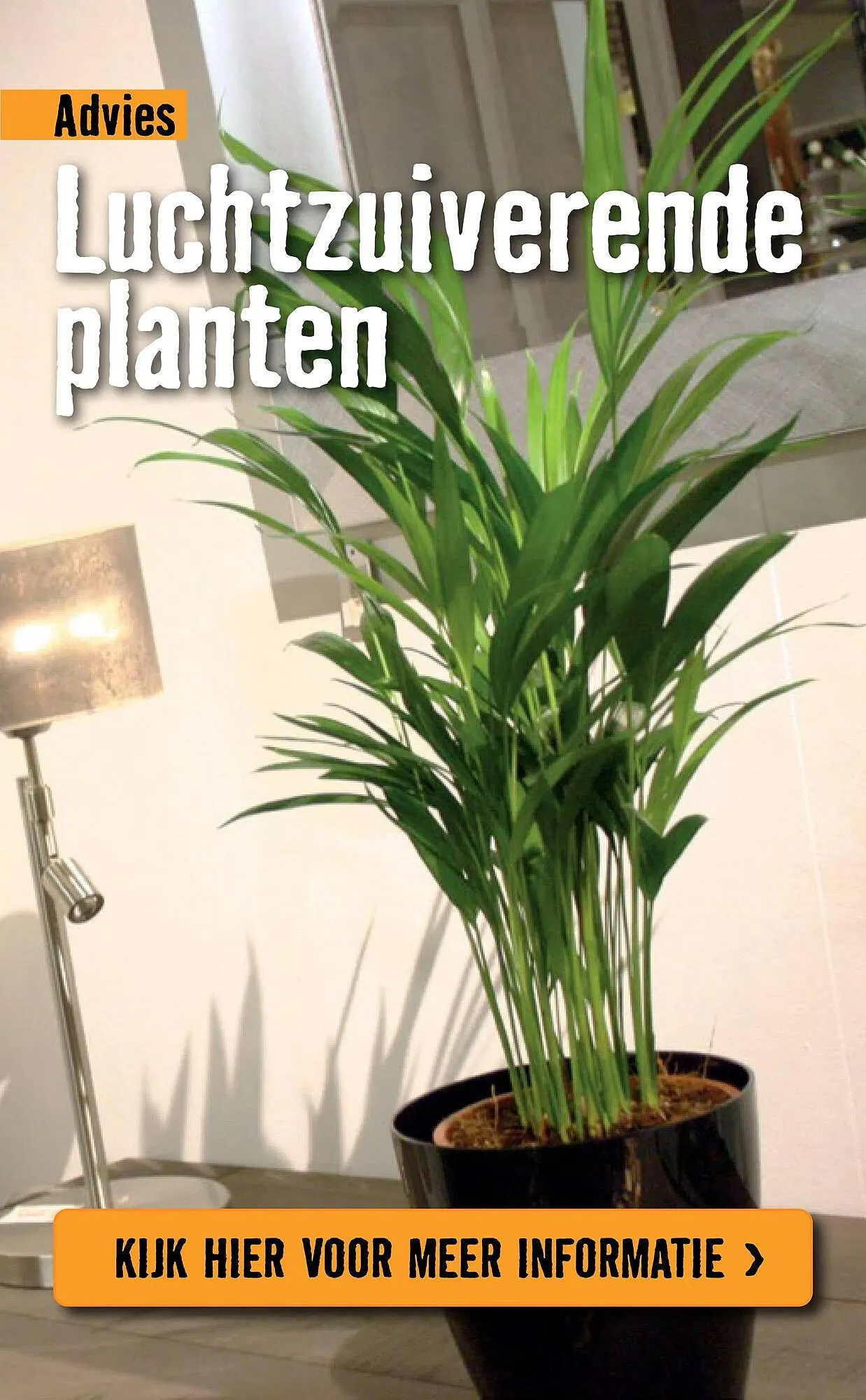 Hornbach folder van 5 januari tot 8 februari 2026 - Folder pagina 79