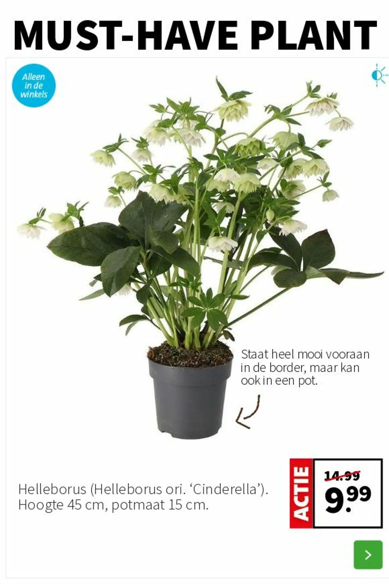 Intratuin Actuele folder van 16 maart tot 30 maart 2025 - Folder pagina 4