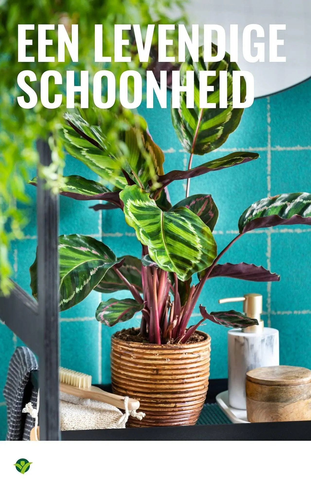 GroenRijk folder van 22 oktober tot 28 oktober 2025 - Folder pagina 8