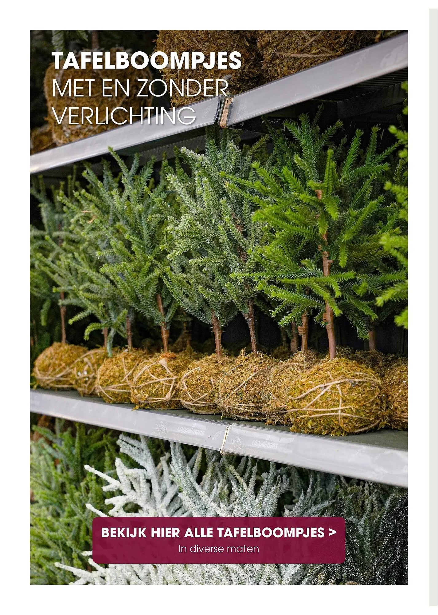 Coppelmans kerstbomencatalogus van 12 november tot 24 december 2025 - Folder pagina 4
