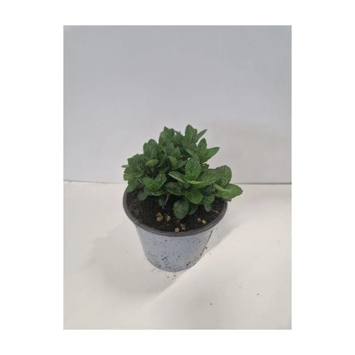 Mentha spicata 'Marocco'