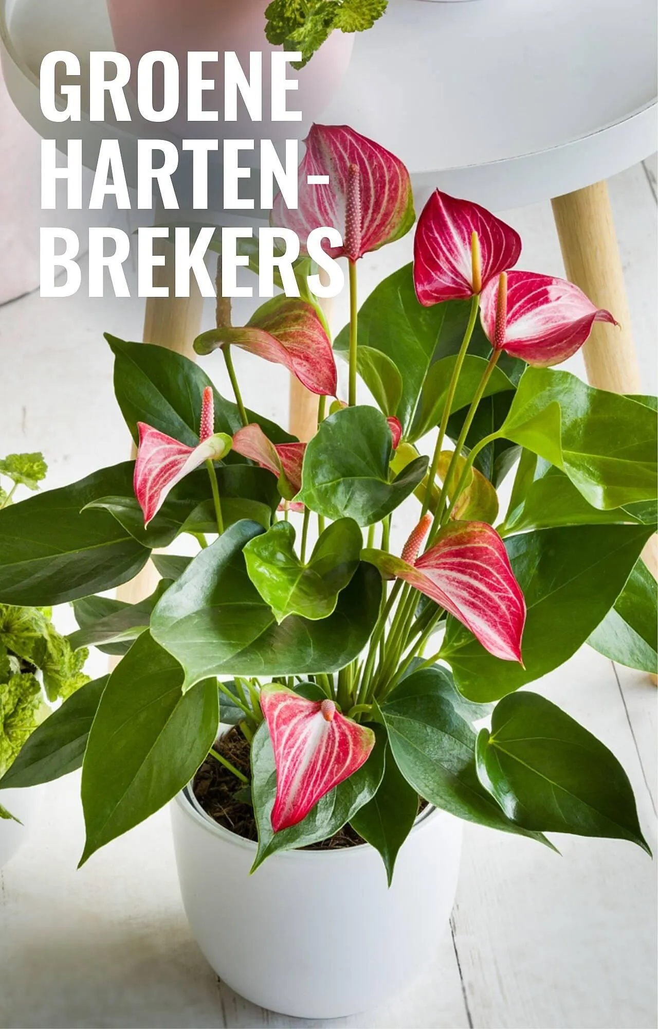 GroenRijk folder van 12 februari tot 18 februari 2026 - Folder pagina 13