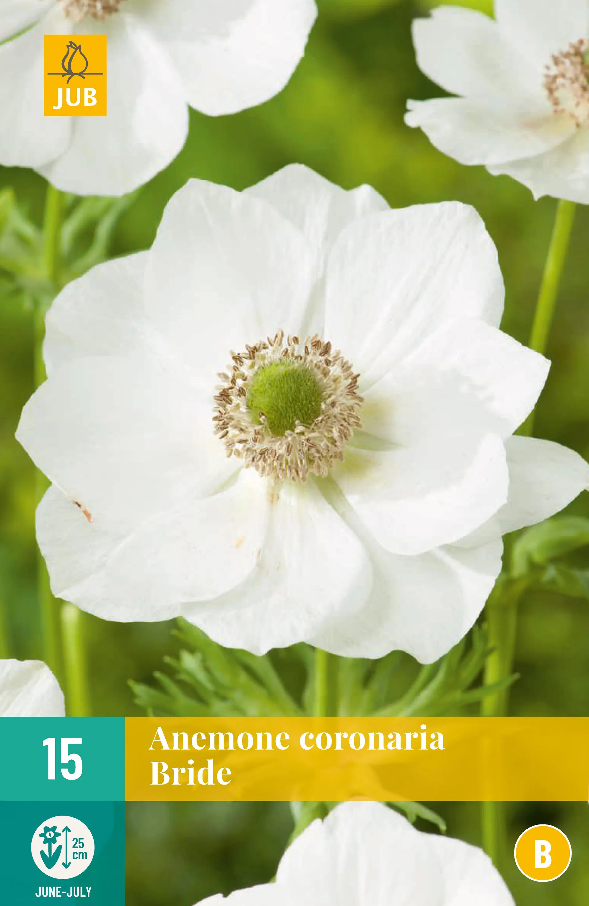 1ANEMONE CORONARIA BRIDE