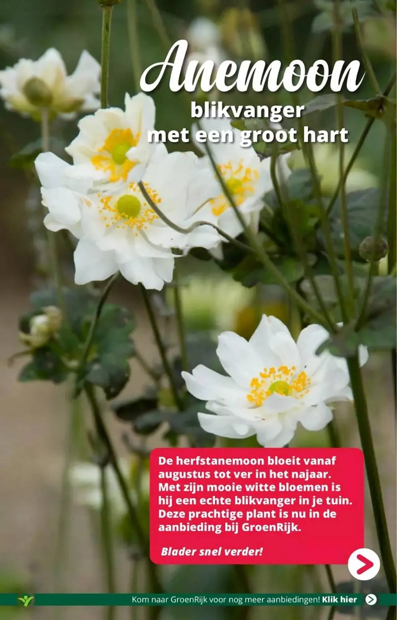 GroenRijk folder van 30 augustus tot 5 september 2023 - Folder pagina 4