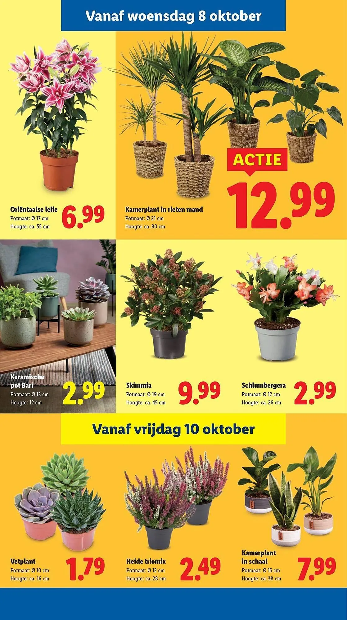 Lidl folder van 2 oktober tot 12 oktober 2025 - Folder pagina 36