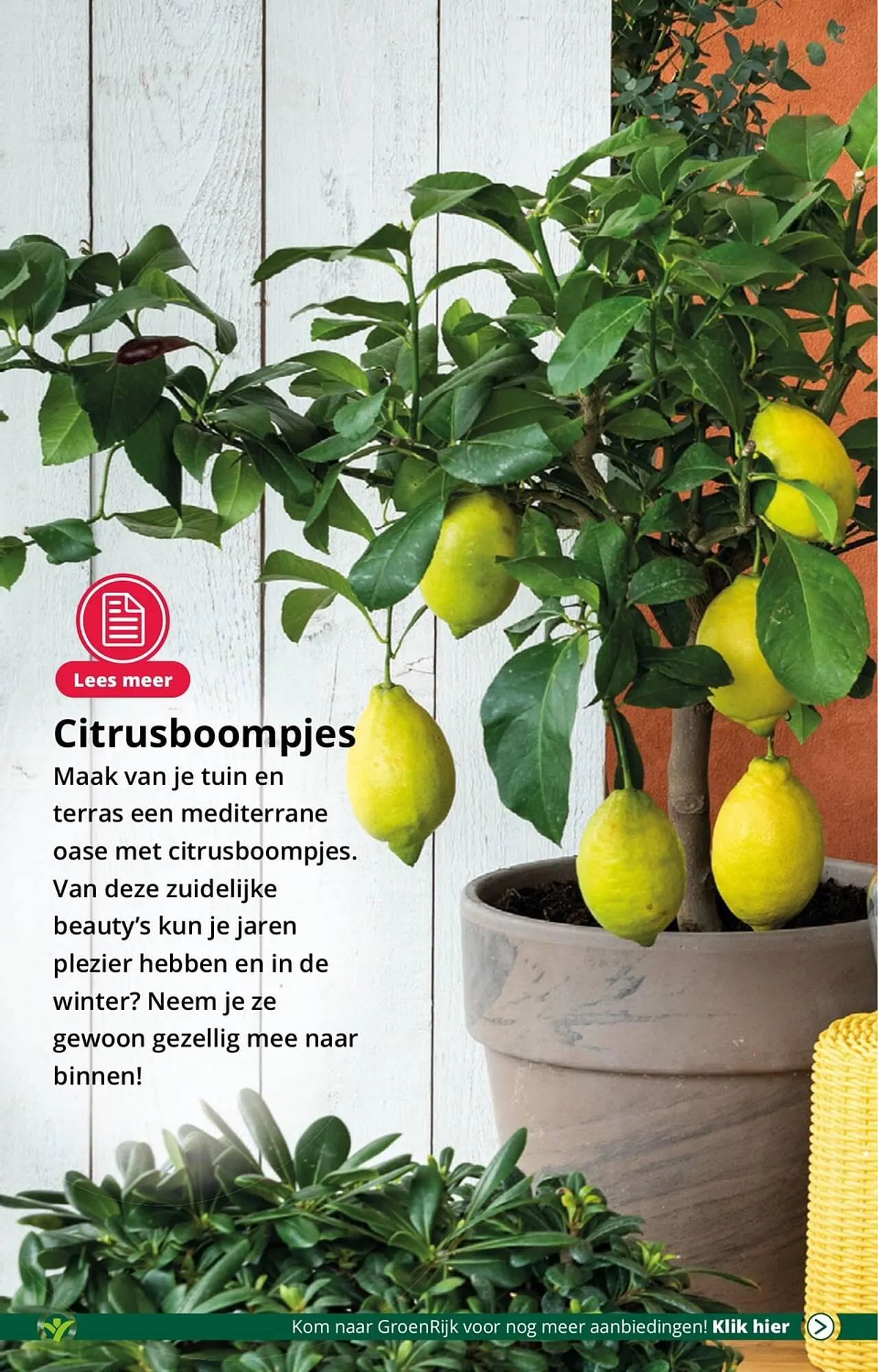 GroenRijk folder van 23 augustus tot 29 augustus 2023 - Folder pagina 6