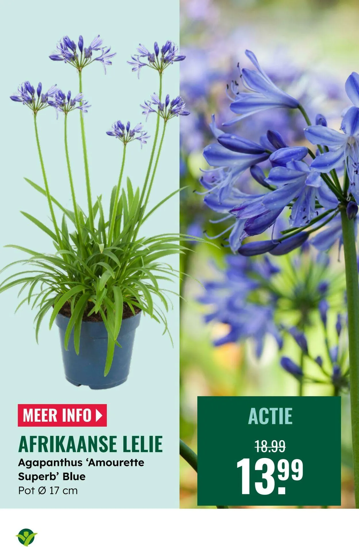 GroenRijk Actuele folder van 2 september tot 16 september 2025 - Folder pagina 7