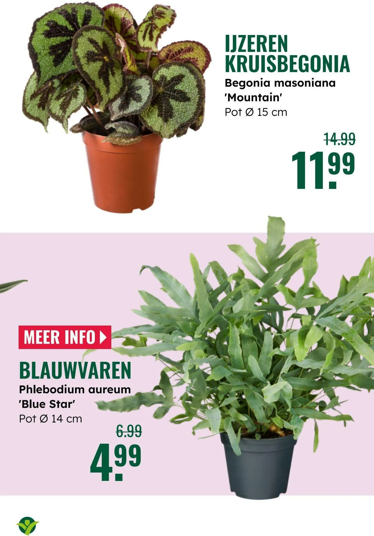 GroenRijk Actuele folder van 8 juli tot 22 juli 2025 - Folder pagina 19