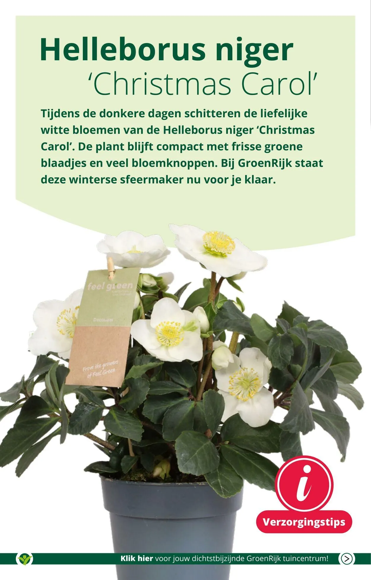 GroenRijk Actuele folder van 18 februari tot 4 maart 2025 - Folder pagina 2