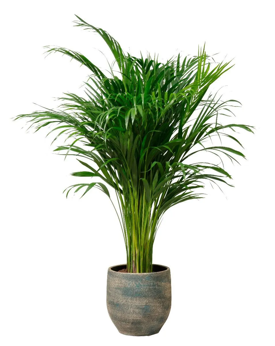 Arecapalm – Goudpalm (Dypsis Lutescens)