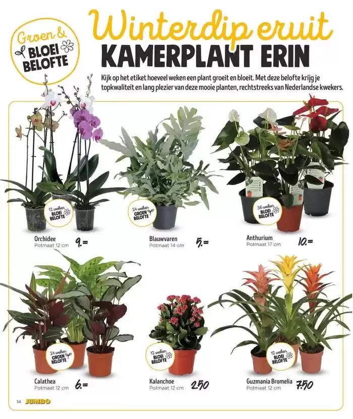 Jumbo folder van 11 januari tot 18 januari 2025 - Folder pagina 5