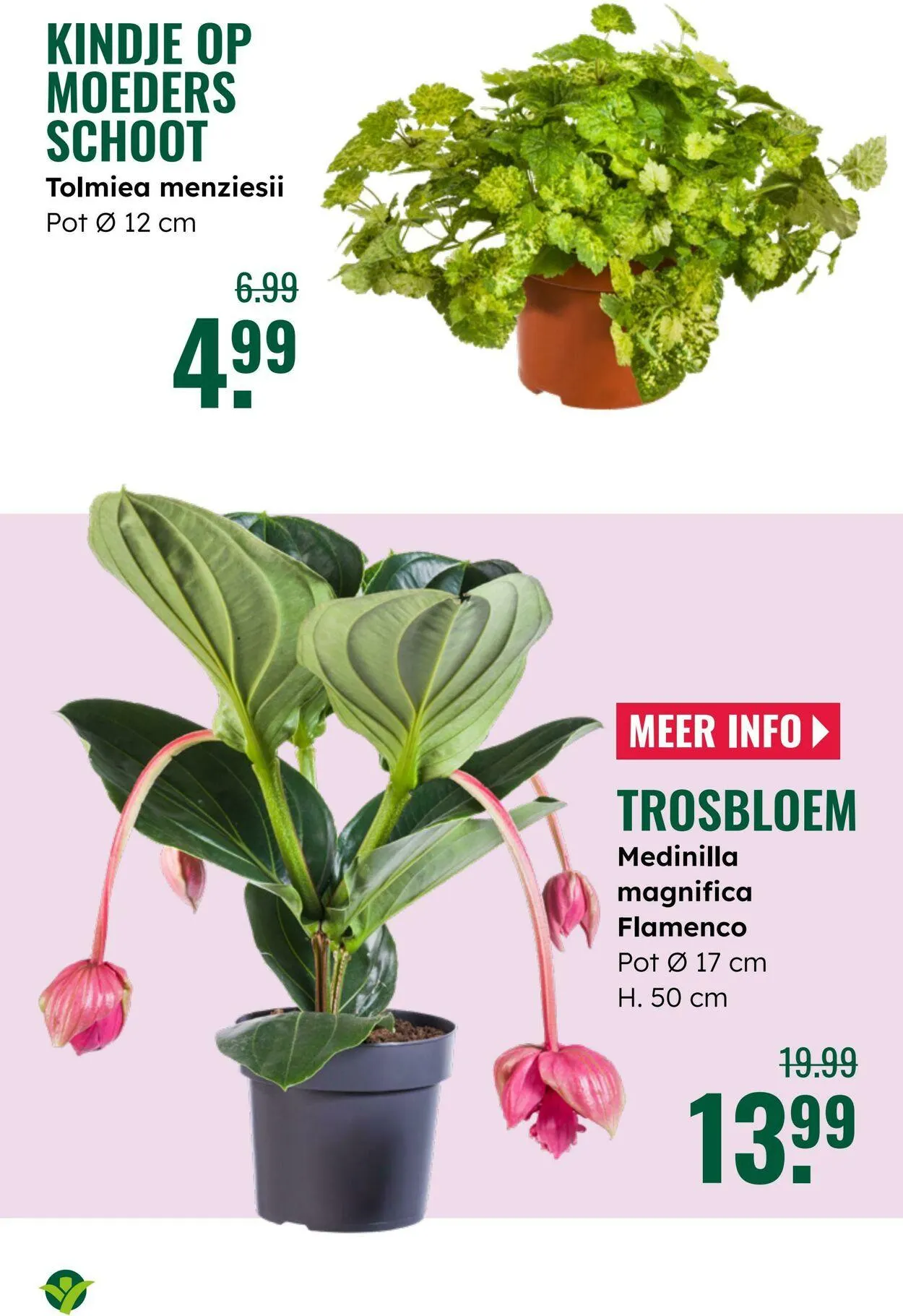 GroenRijk Actuele folder van 8 juli tot 22 juli 2025 - Folder pagina 17