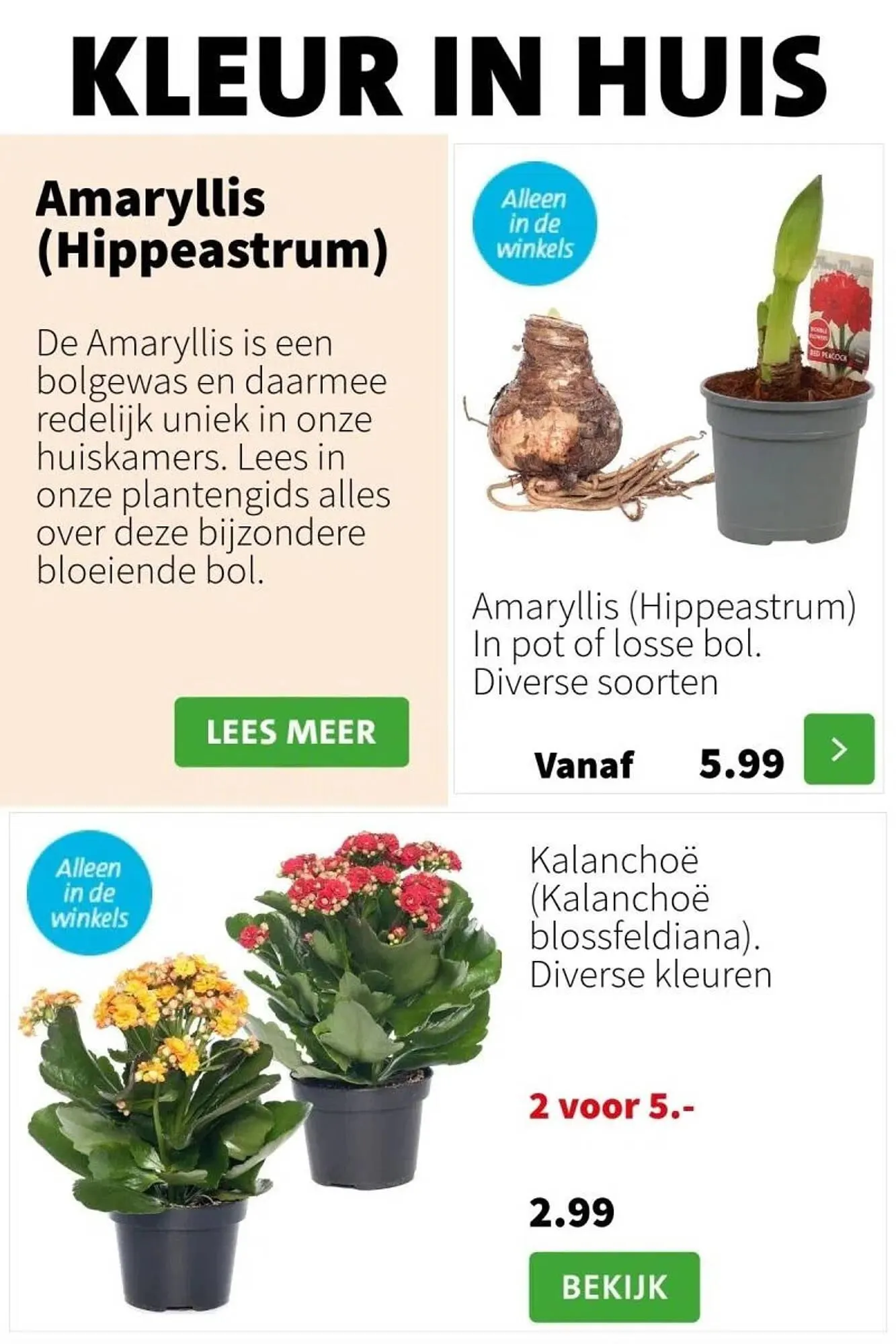 Intratuin folder van 20 november tot 26 november 2023 - Folder pagina 3