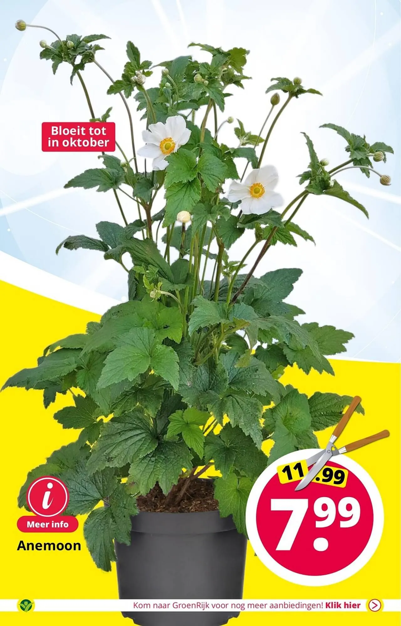 GroenRijk folder van 1 augustus tot 15 augustus 2023 - Folder pagina 12