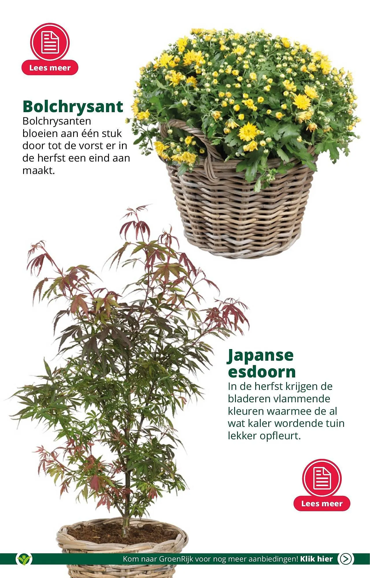 GroenRijk folder van 19 september tot 26 september 2023 - Folder pagina 6