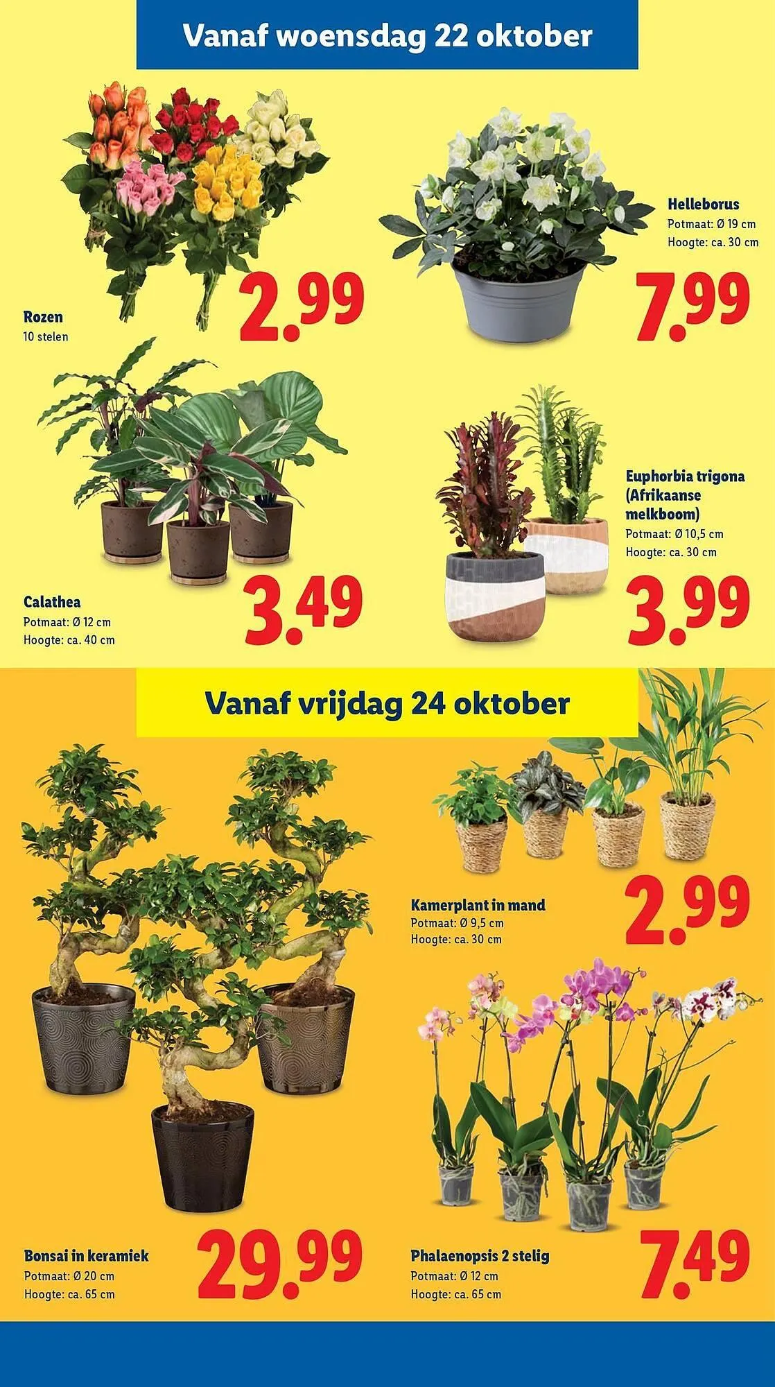 Lidl folder van 20 oktober tot 26 oktober 2025 - Folder pagina 23