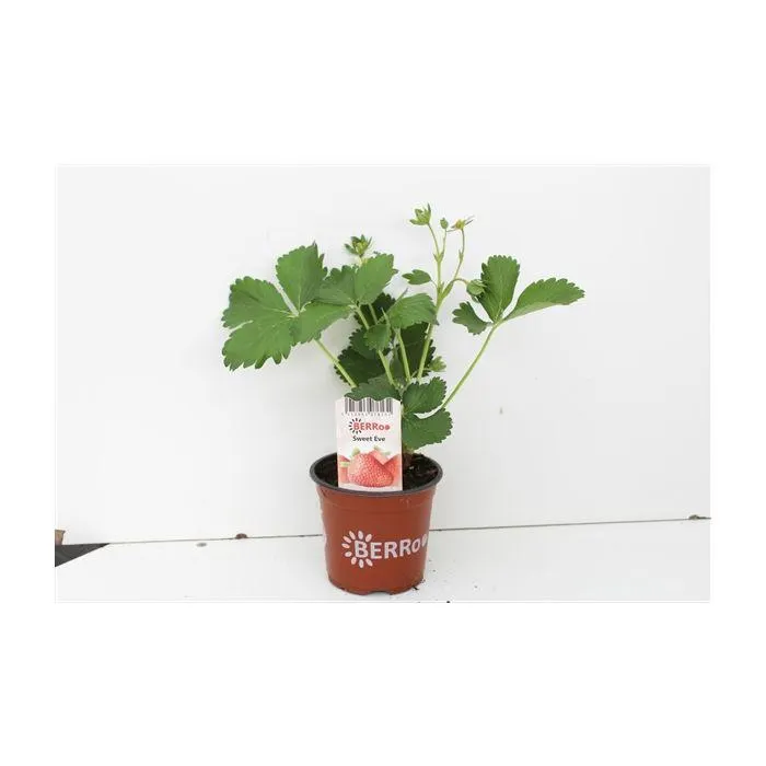 Fragaria Sweet Eve