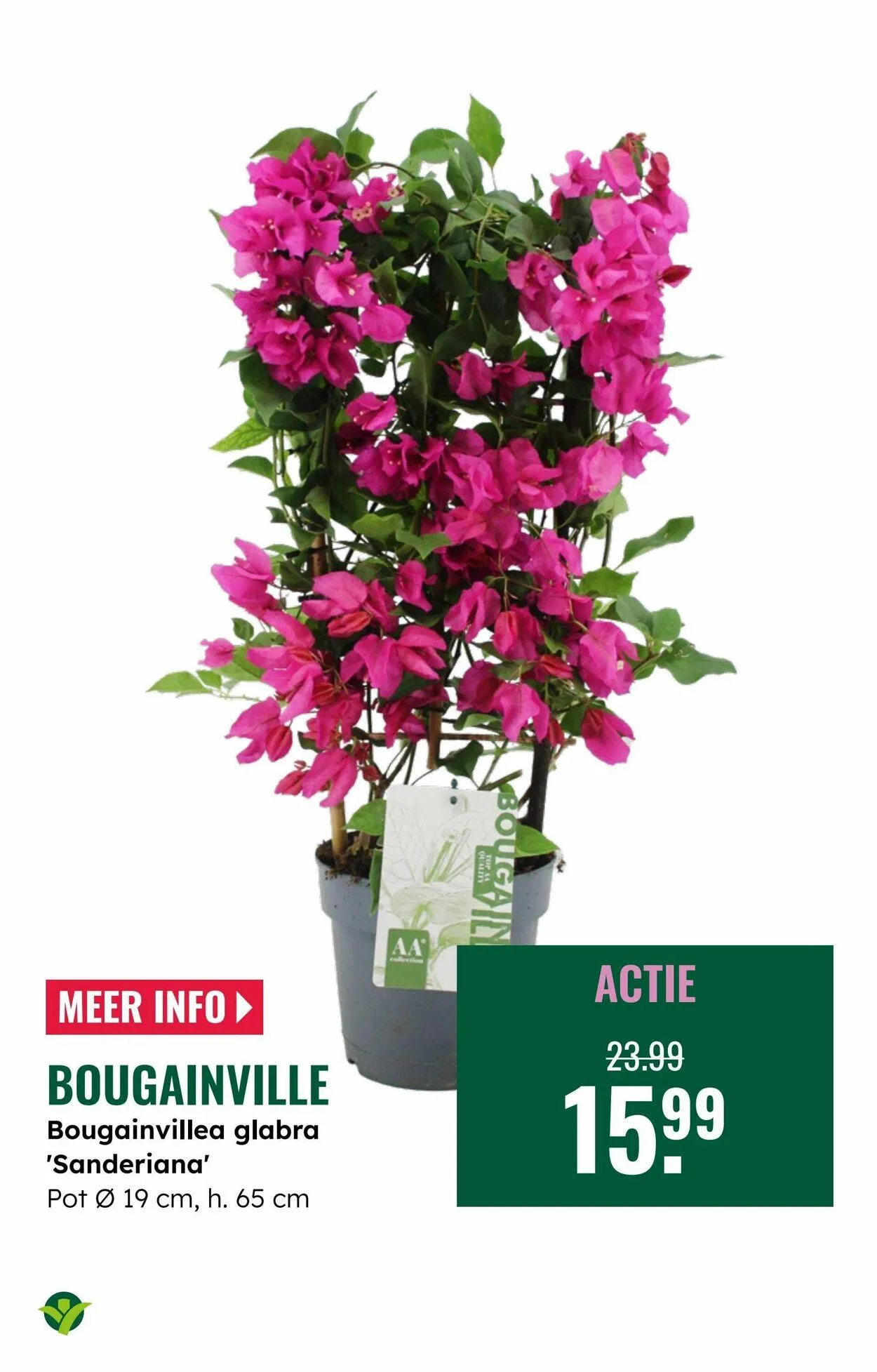 GroenRijk Actuele folder van 5 augustus tot 19 augustus 2025 - Folder pagina 9