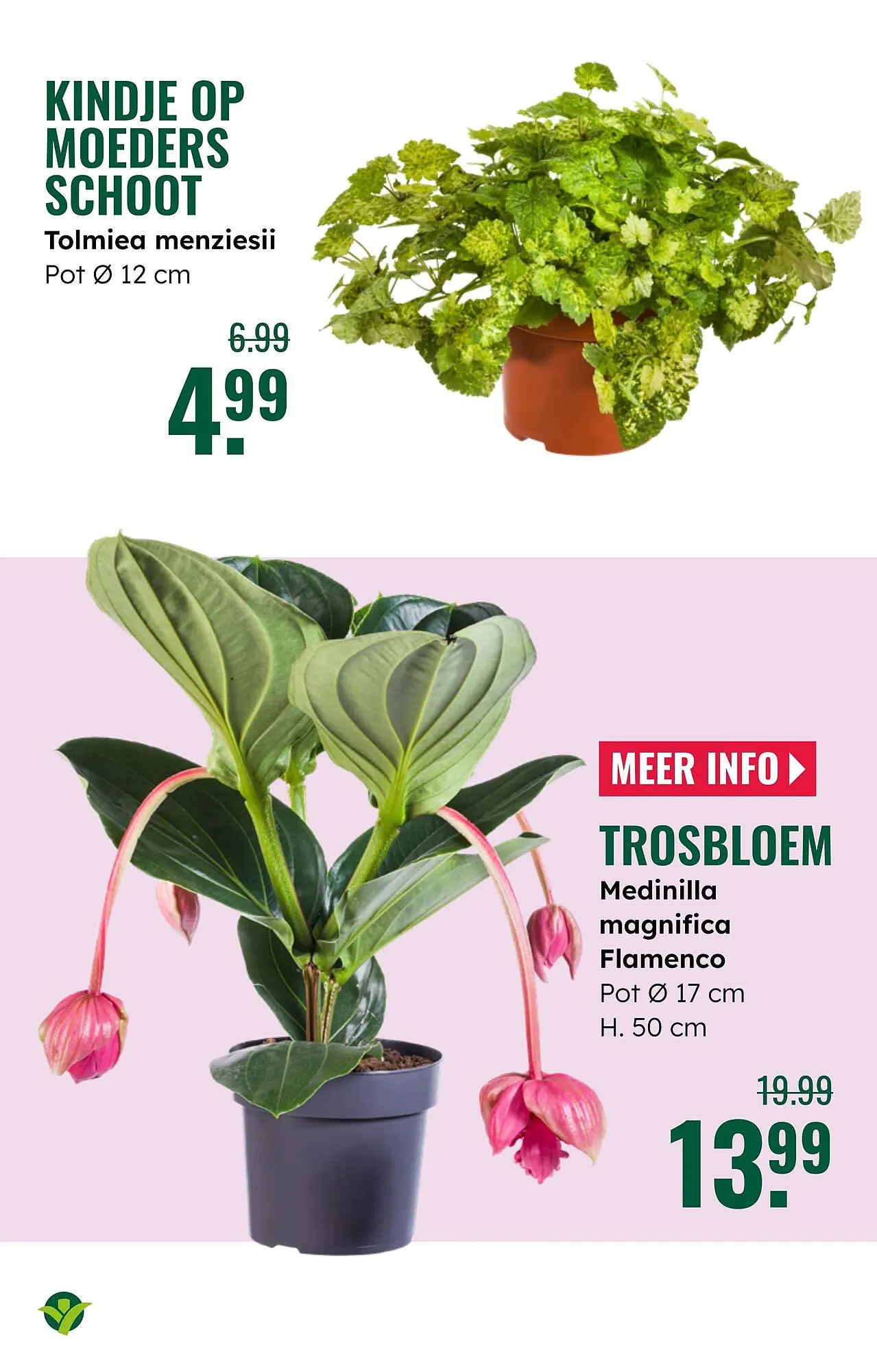 GroenRijk folder van 16 april tot 29 april 2025 - Folder pagina 17