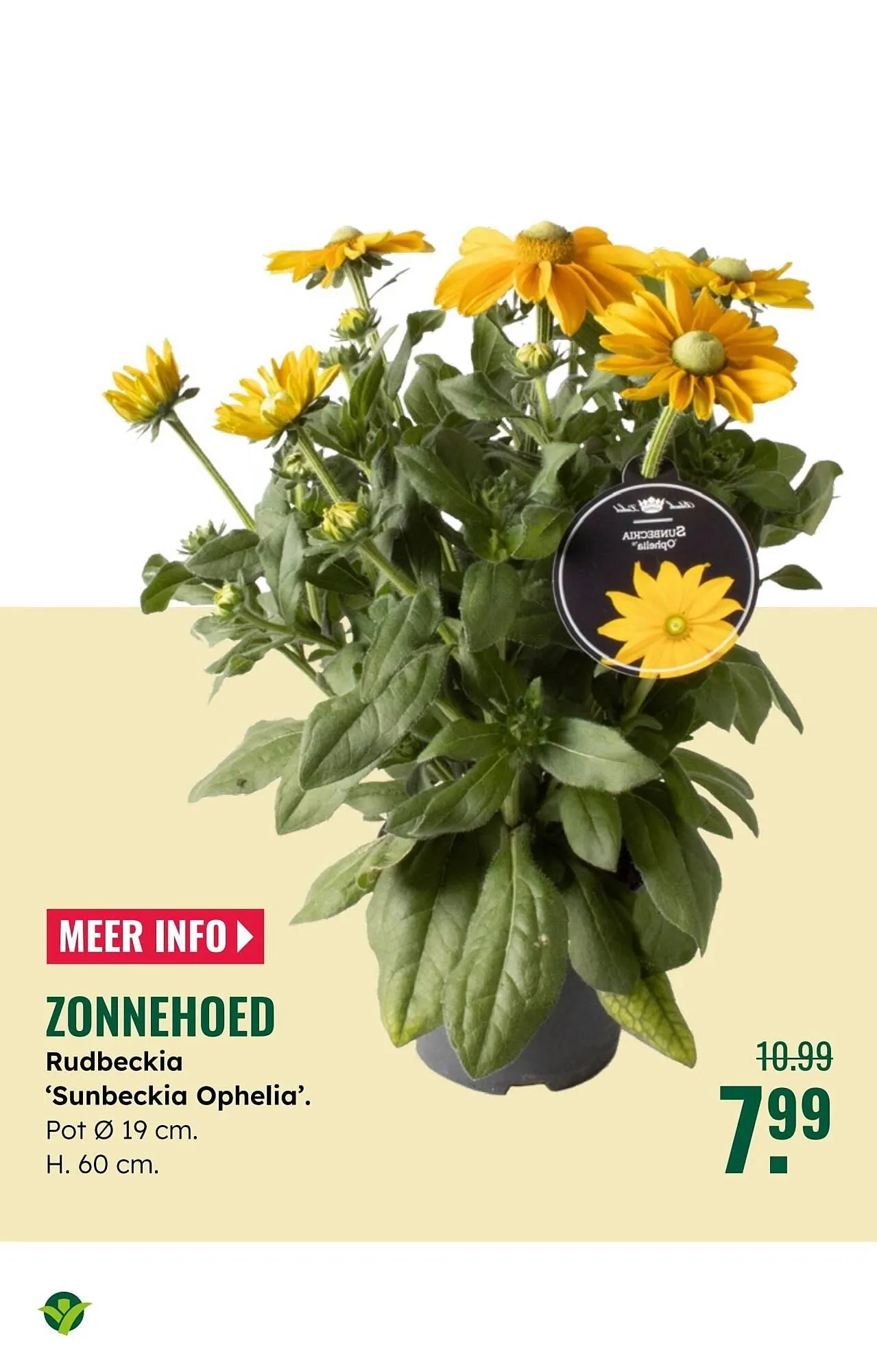 GroenRijk folder van 2 juli tot 8 juli 2025 - Folder pagina 12