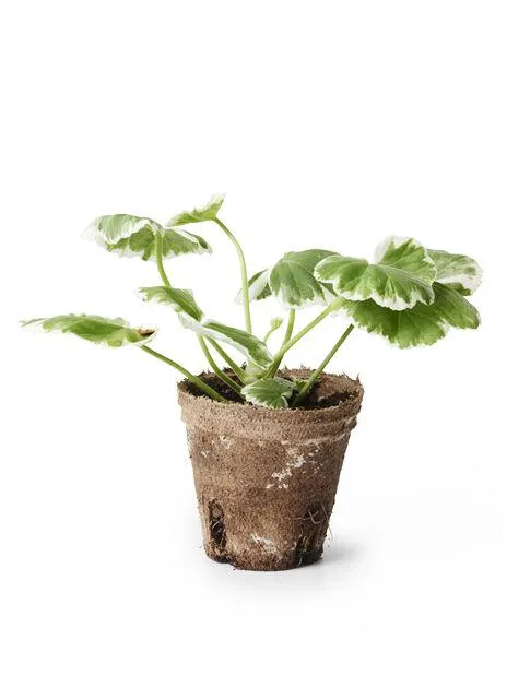 Pelargonia Zonale stikling