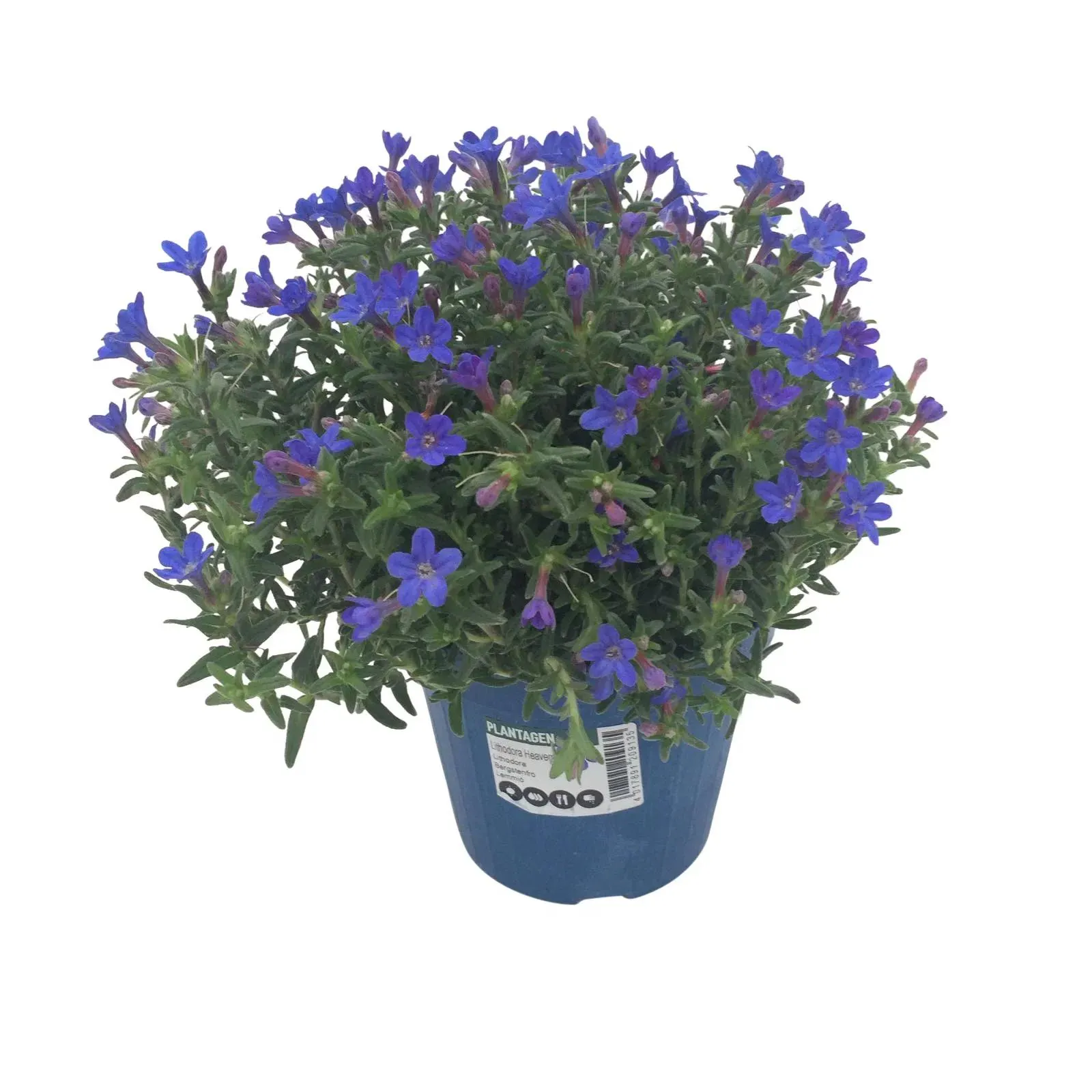 Lithodora