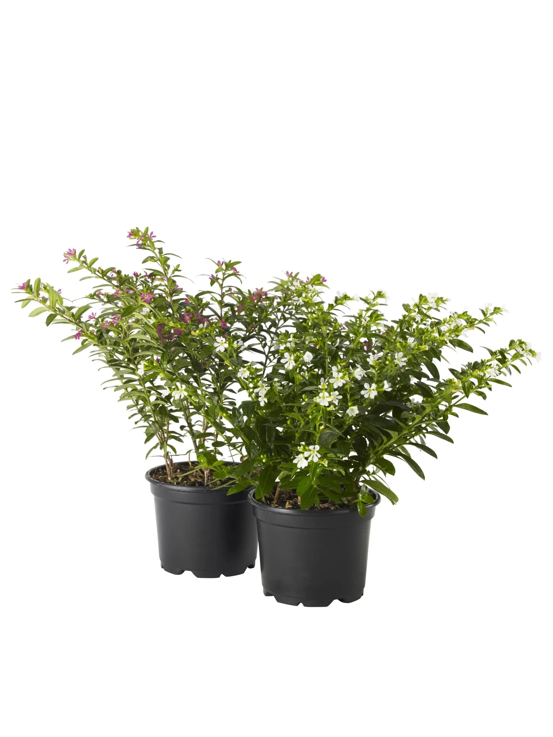 Cuphea hyssopifolia Purple 10,5 cm