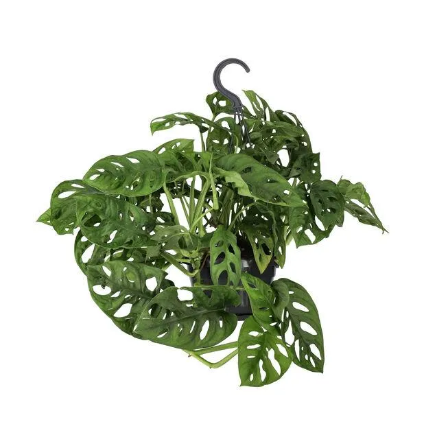 Monstera adansonii