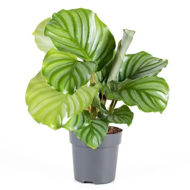 Calathea ‘Orbifolia’