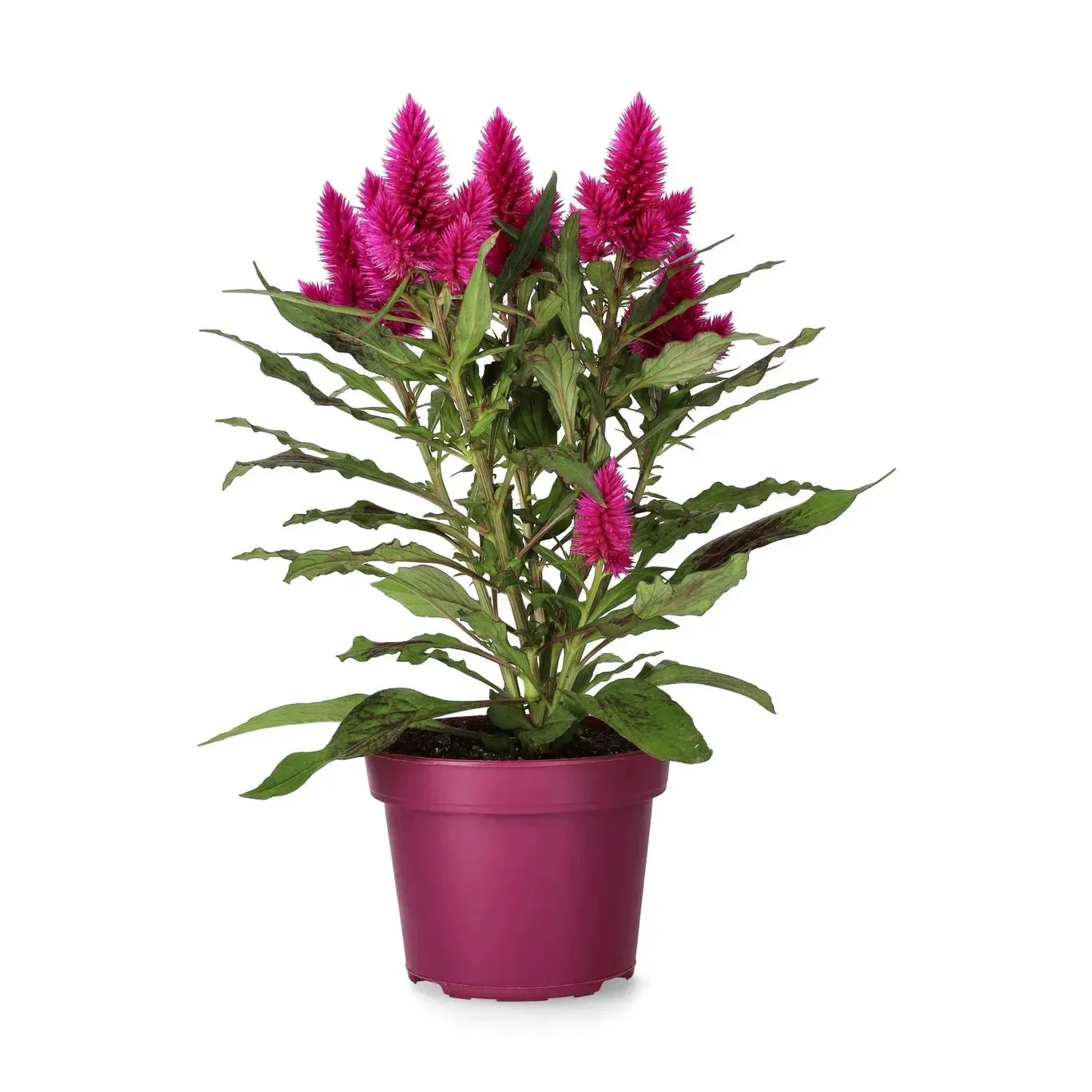Celosia c. 'Deep Purple' 12 cm