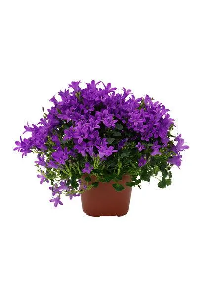 Krypklokke 'Get Mee'