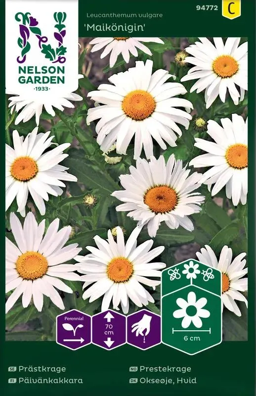 Frø prestekrage Maikönigin