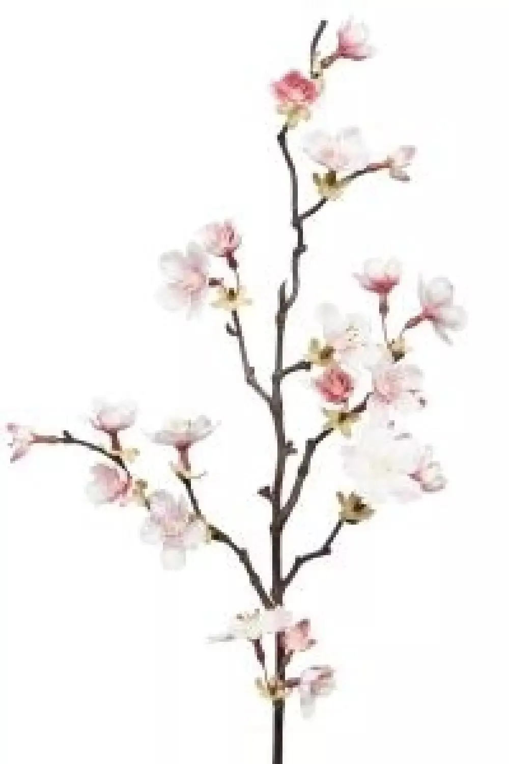 Kirsebærsblomst Rosa H60