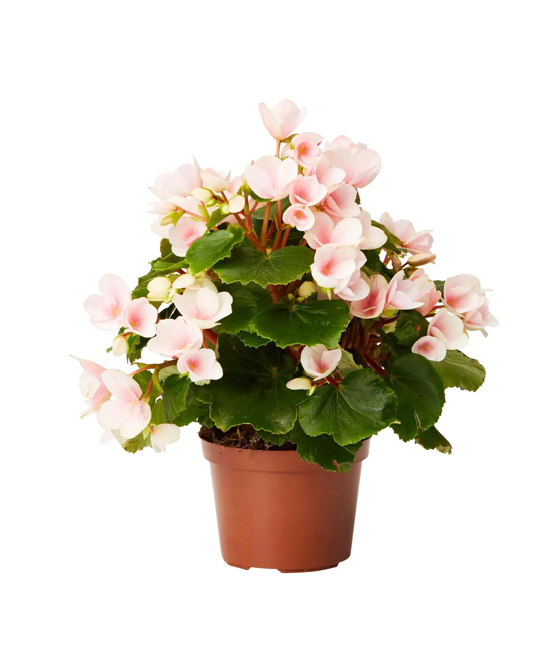 Begonia Bigflower Pink 12cm