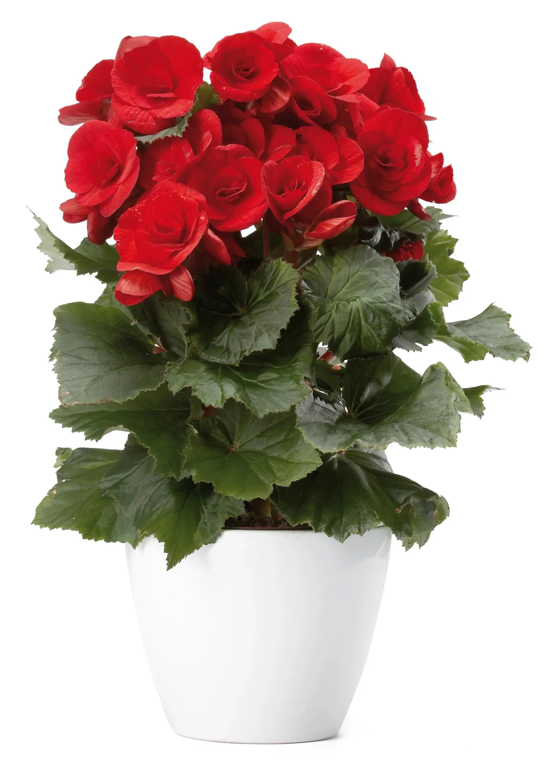 Begonia Bigflower Red 12cm