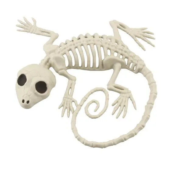 Skjelett av en ganske død øgle. Lengde 19 cm