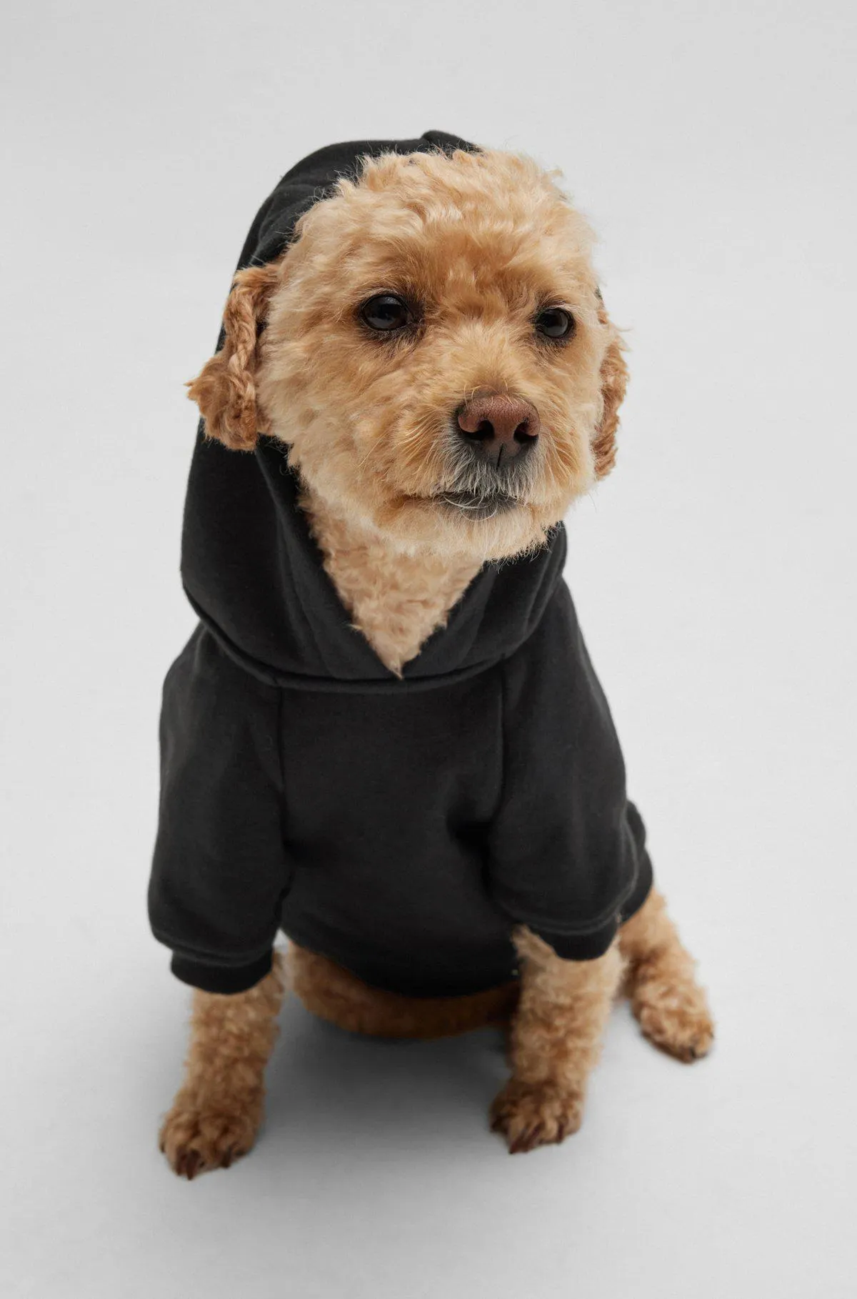 Dog hoodie with iconic stripe logo