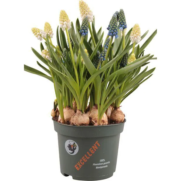 Perleblomst 'White & Blue '