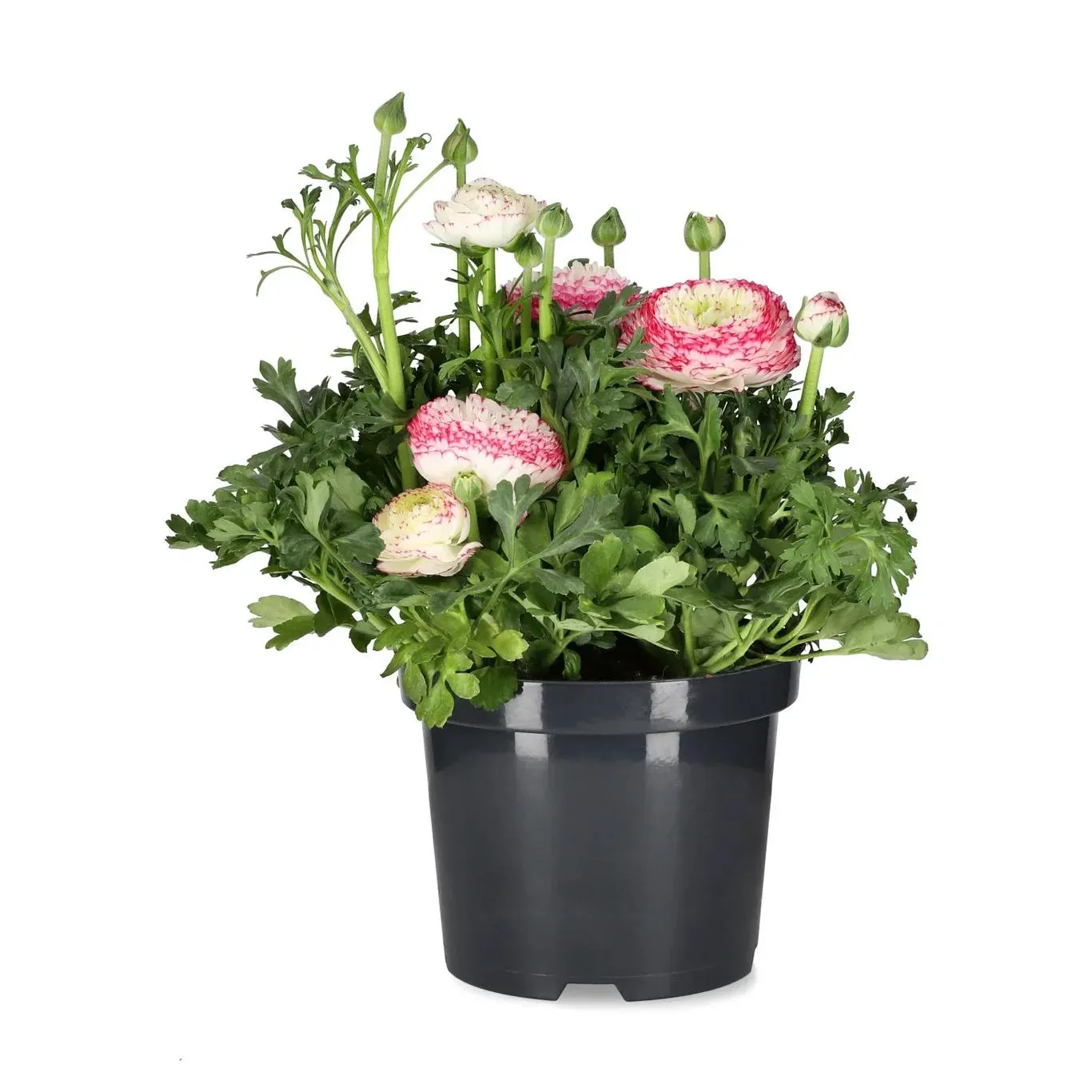 Ranunkel 'Sprinkles Pink Bicolor'