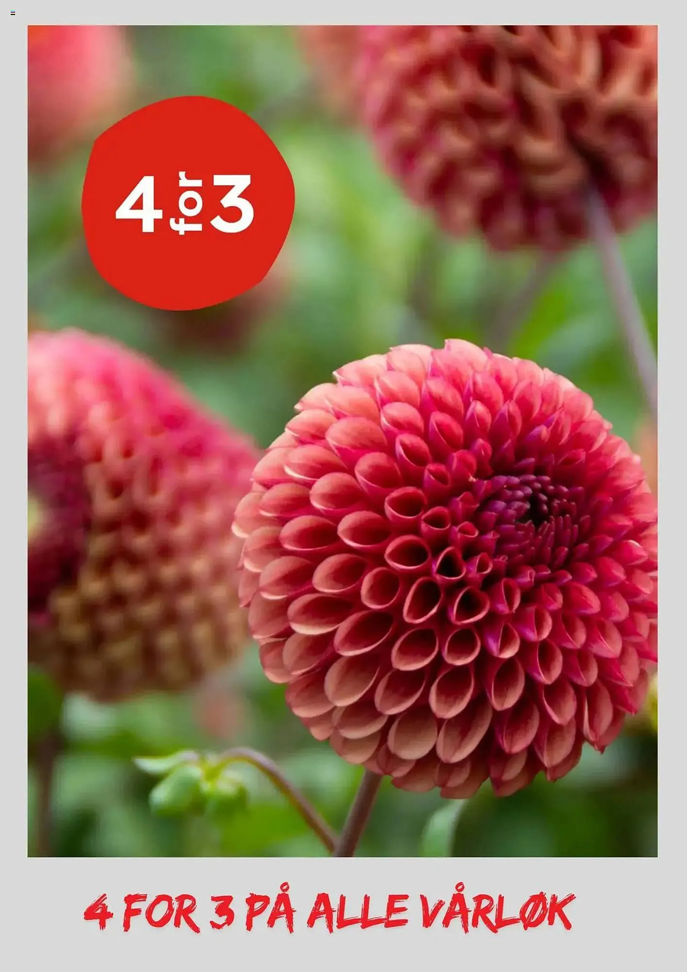 Plantasjen Kundeavis fra 27. februar til 14. mars 2025 - kundeavisside 8