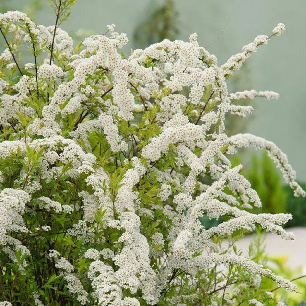 Brudespirea 'Grefsheim'