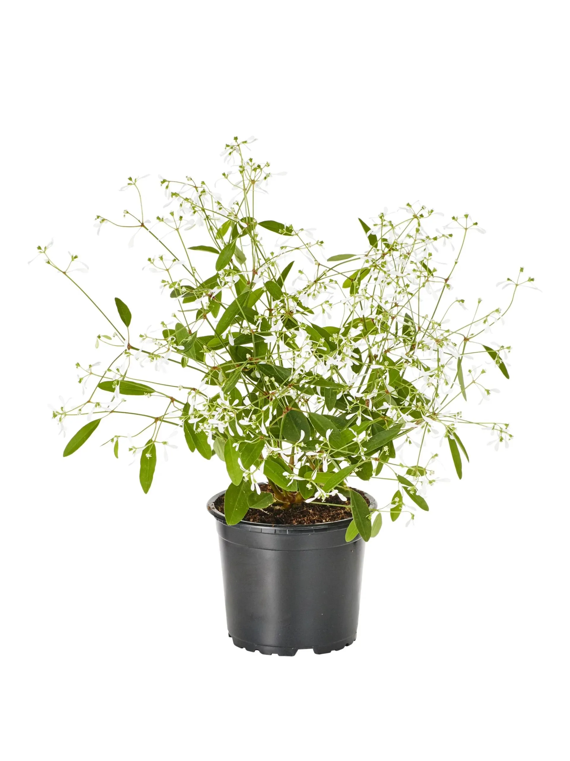 Vortemelk 'Star Dust'