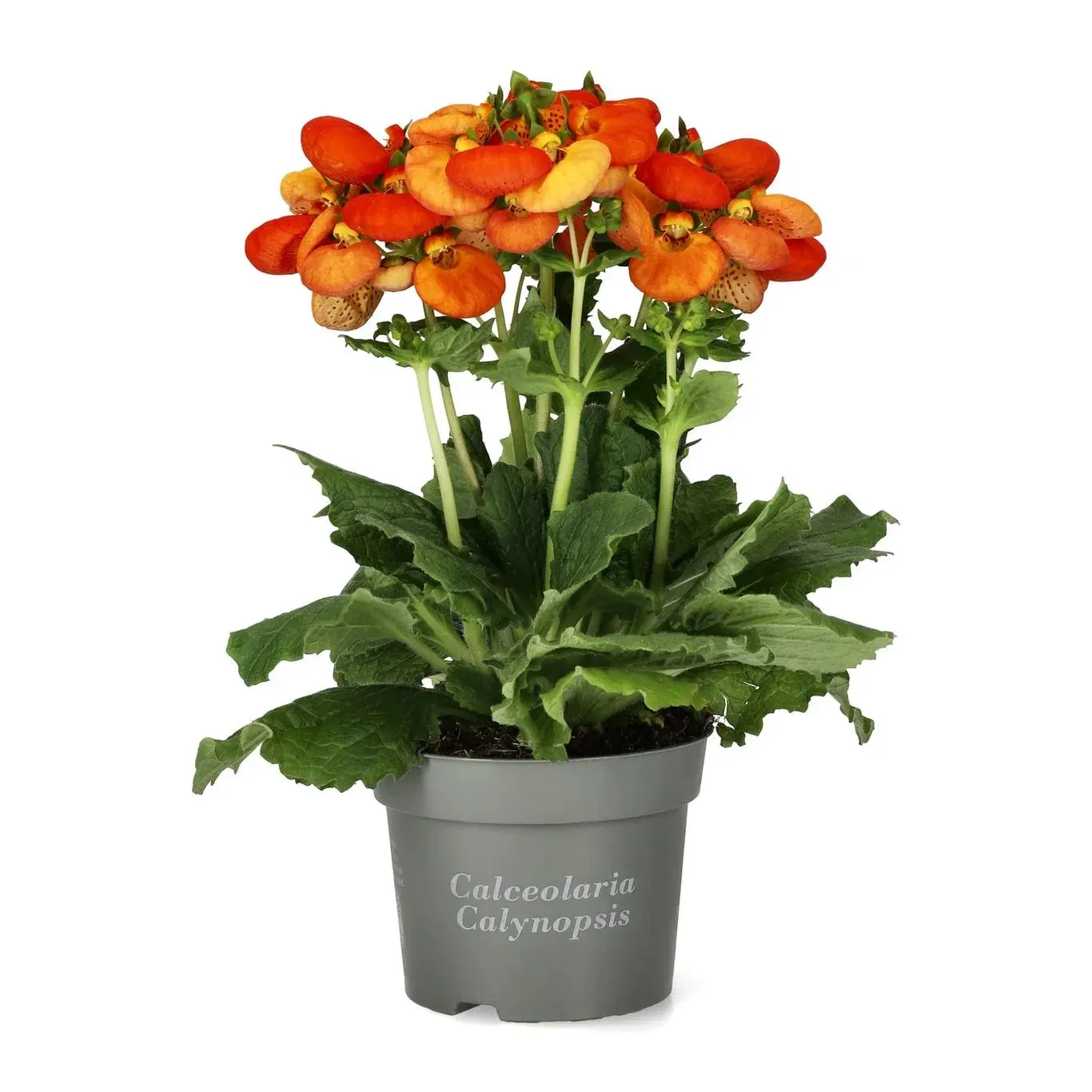 Tøffelblomst ‘Calynopsis’