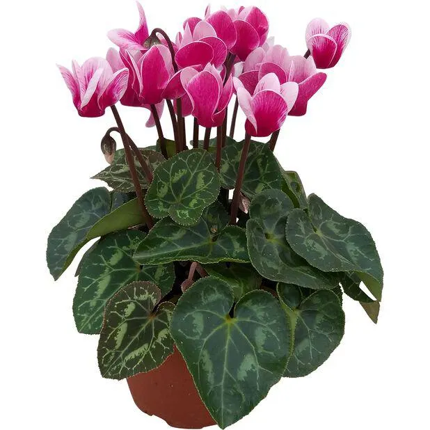 Alpefiol 'Goblet Shine Wine Red'