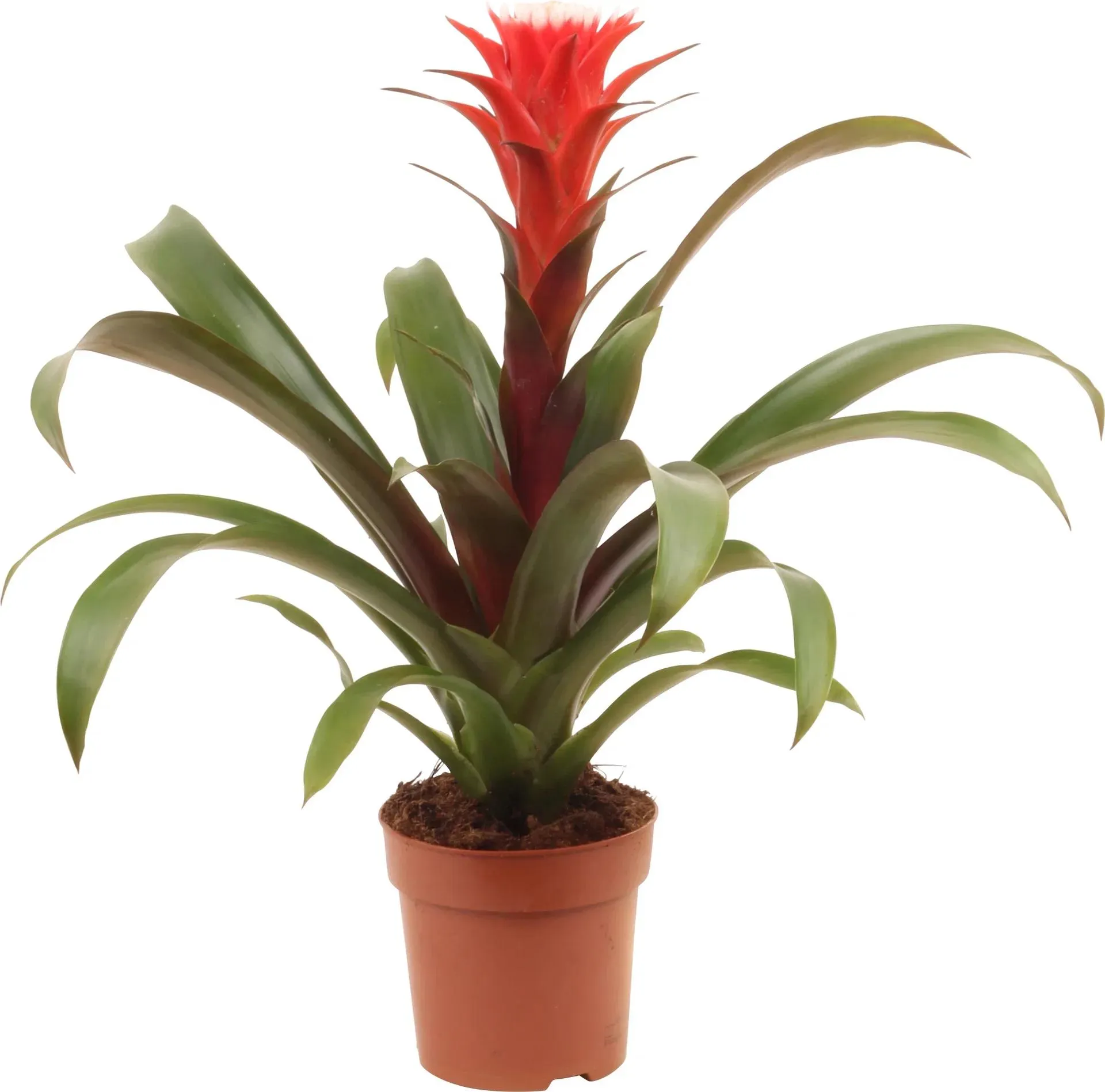 Guzmania 'Hope'