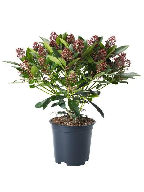 Skimmia japonica 'Rubella'