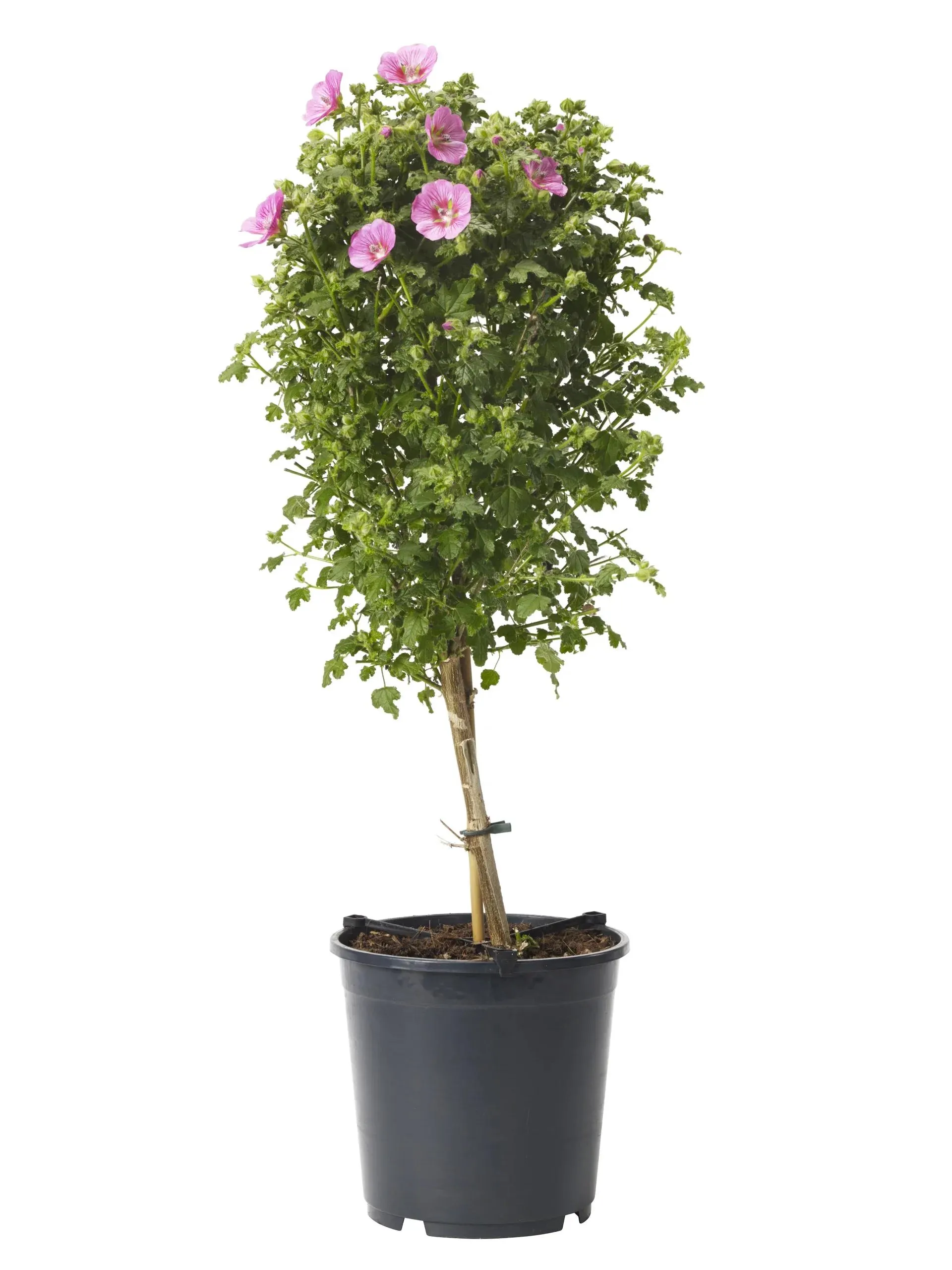 Anisodontea 'Princess' stem Pink 19 cm