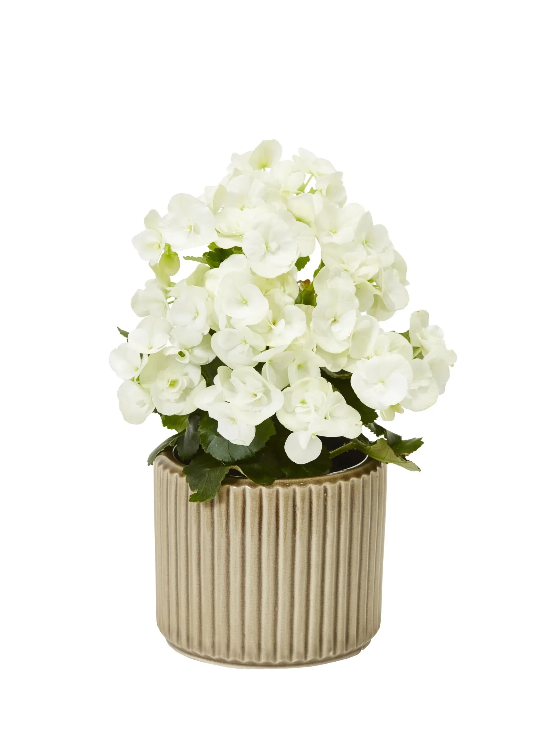 Begonia Bigflower White 12cm