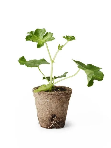 Slyngpelargonia stikling